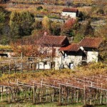 Vista sulle colline dell'Erbaluce